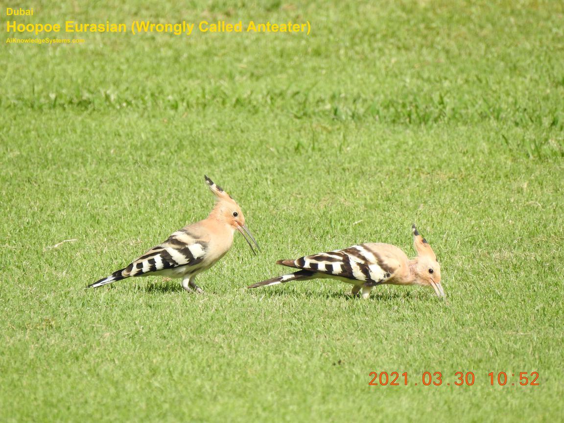 Hoopoe Eurasian (45) Coming Soon